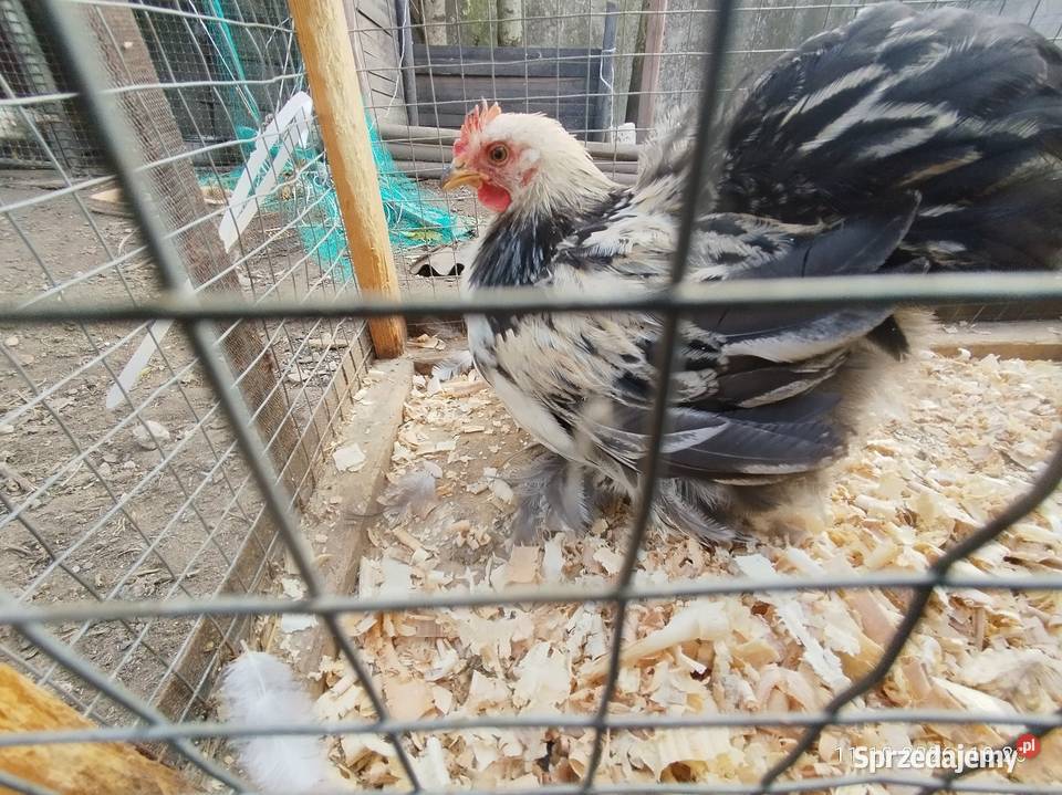 Kogut kochin miniaturka Szubin