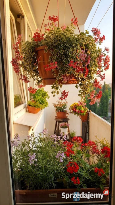 Mieszkanie 301m2 1 pok Warszawa blok mazowieckie