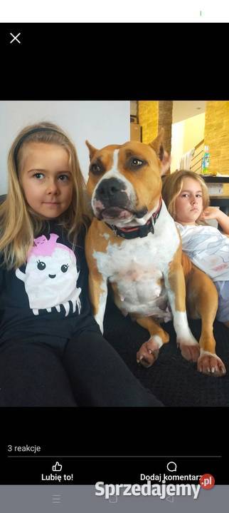 Szczenięta Amstaff american staffordshire Wyszków
