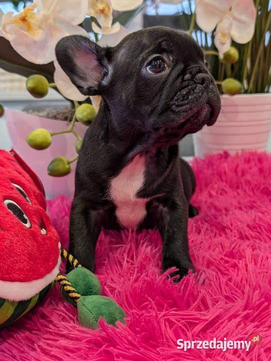 Buldog francuski suczka Gdańsk