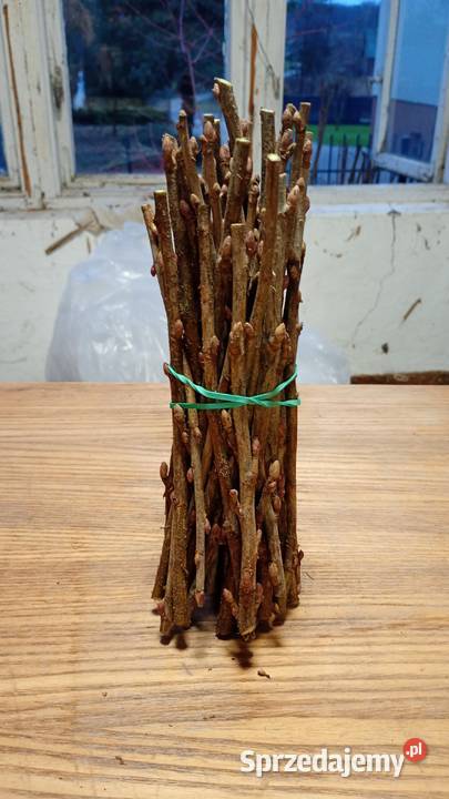 Sztobry porzeczki czarnej Buchałowice sprzedam