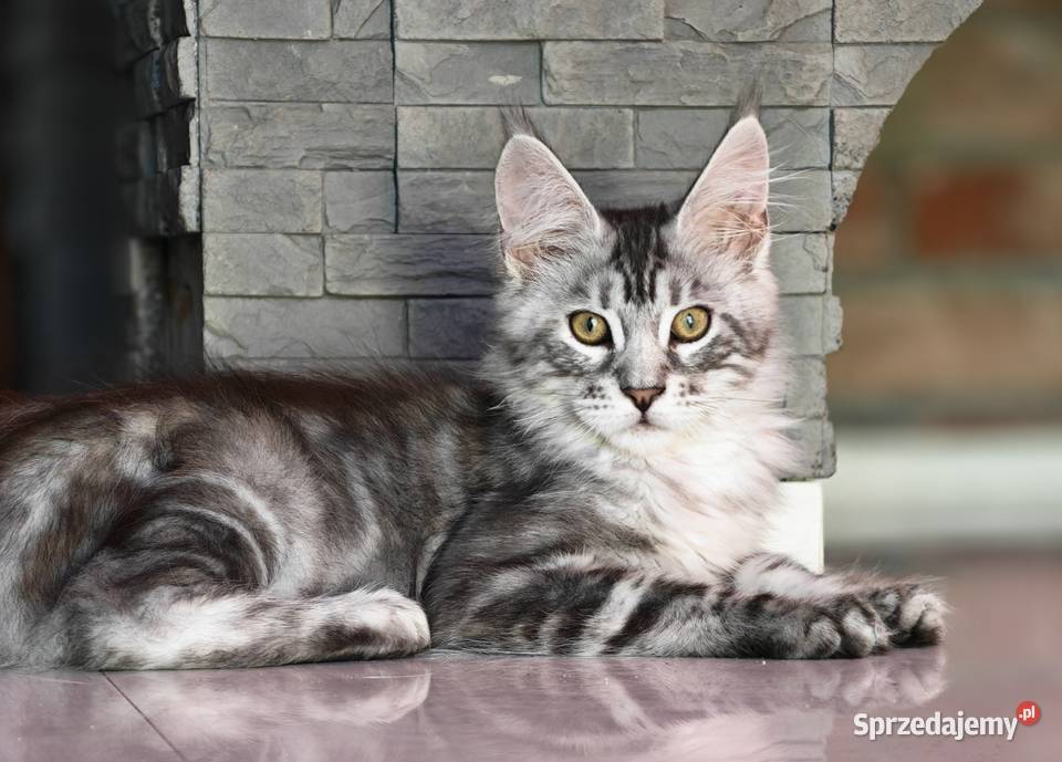 Maine Coon kotka rodowód fpl Olkusz