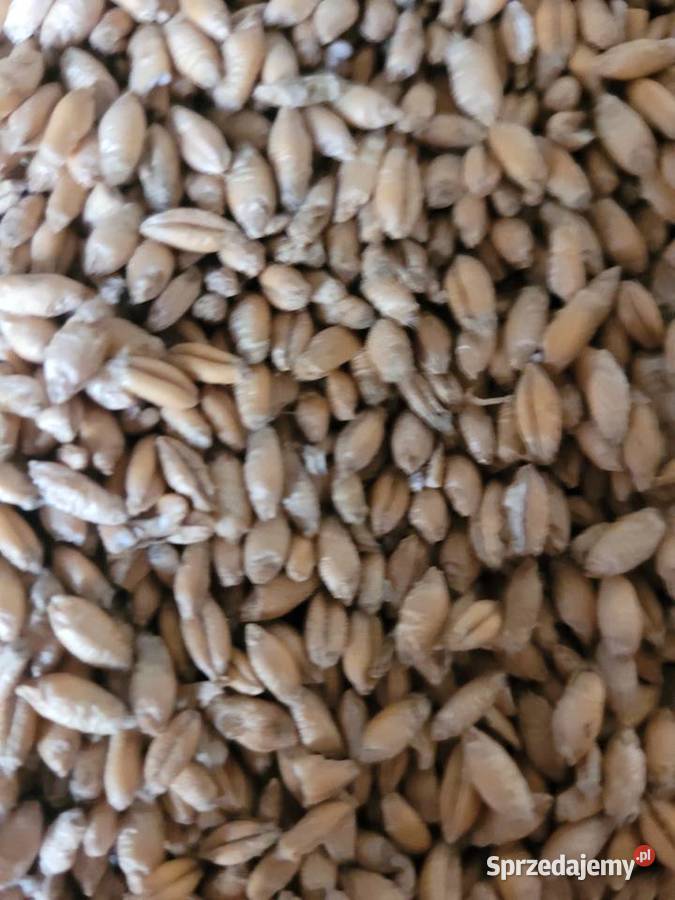 Sprzedam pszenżyto Tadeus oczyszczone3 Łosice sprzedam