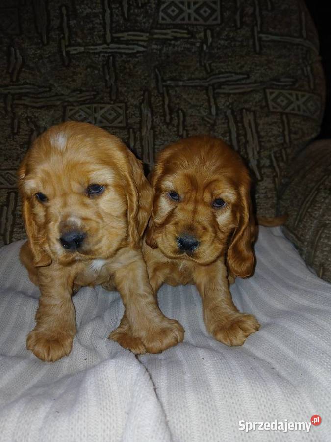 Śliczne Szczenięta Cocker Spaniel Angielski Sieradz
