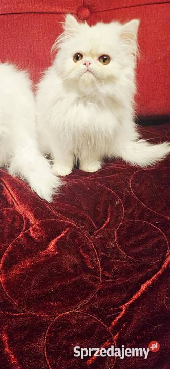 Śliczne kocurki Perskie Koty Perskie Majdan Królewski