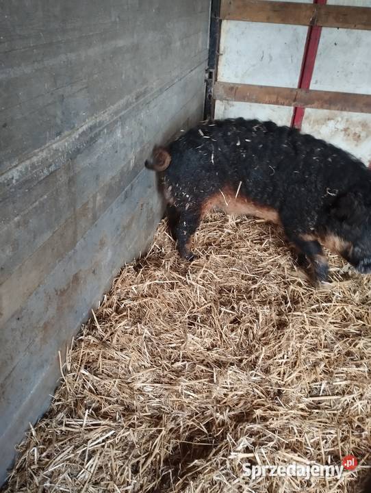 Knurek mangalica śląskie Winowno