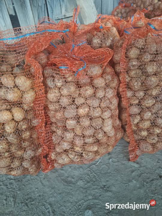 Ziemniaki paszoweodpadowe Olchowiec-Kolonia