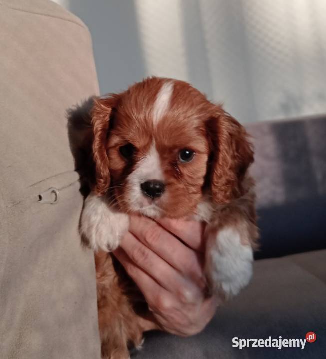 Cavalier King Charles Spaniel Ruby 2026 Częstochowa