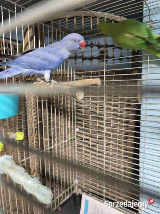 Aleksandretty Obrożne Poznań