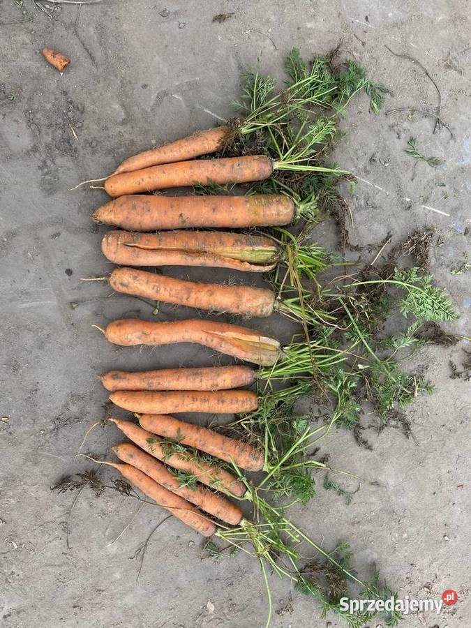 MARCHEW ODPADOWA kujawsko-pomorskie Wójcin sprzedam