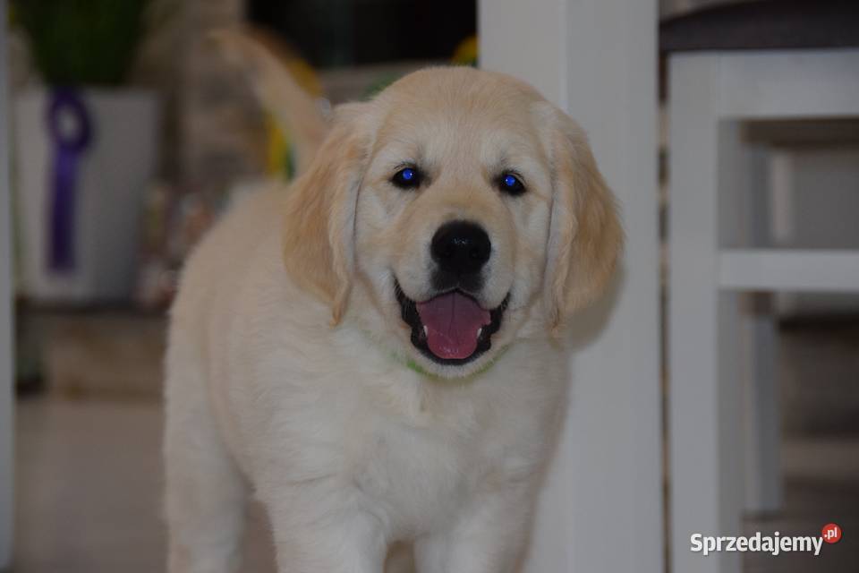 Szczenięta golden retriver ZKWP FCI
