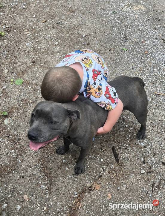 Staffordshire Bull terrier stafik szczeniak Pozostałe mazowieckie Iłża