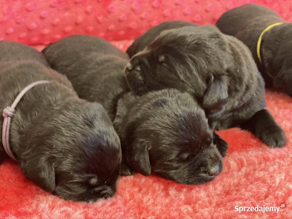 Czekoladowe i Czarne szczenięta Labrador Przygodzice sprzedam