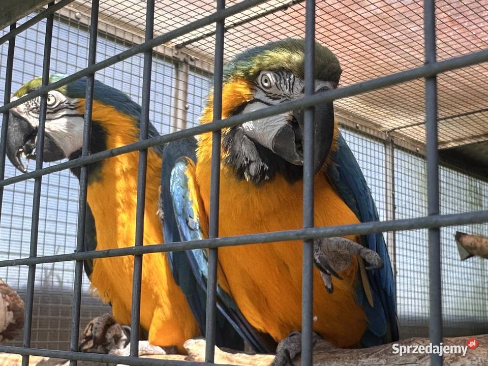 Para lęgowa ara ararauna zamiana na żako Ptaki Konarzewo