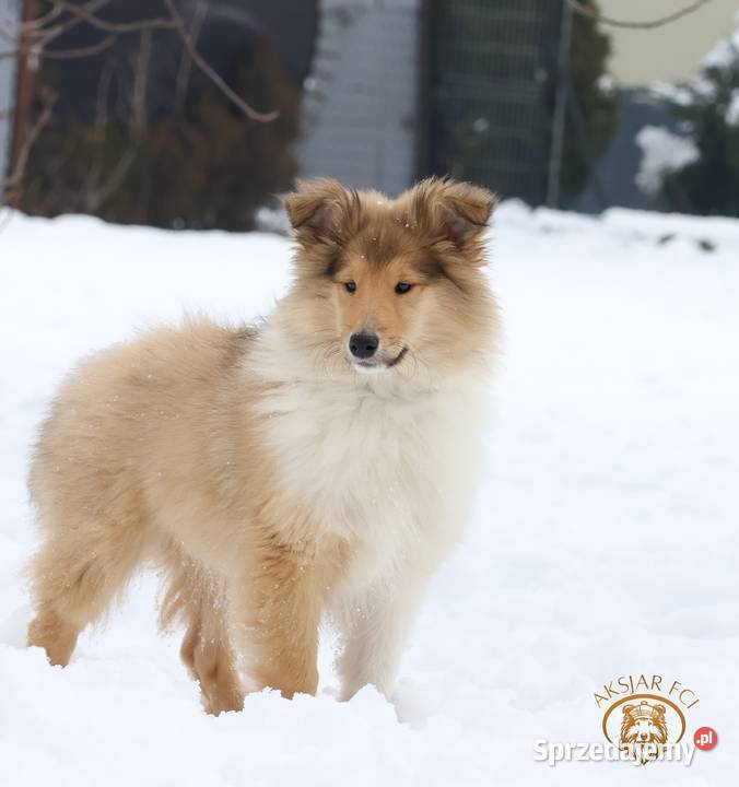 Owczarek szkocki długowłosy Zwierzęta Kokotów