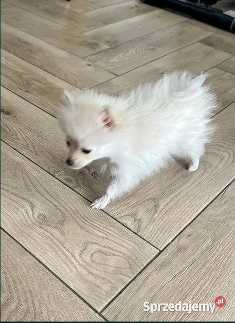 szpic miniaturowy suczka Skalbmierz