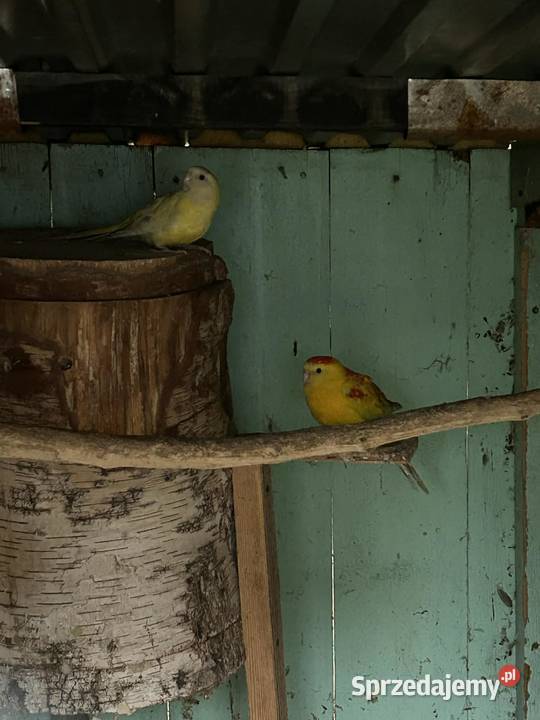 Świergotki para lęgowa 24r Skała