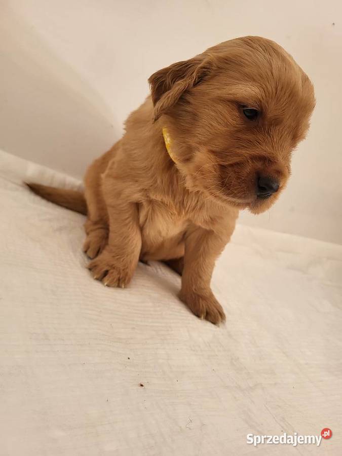 Chłopaki Golden retriever ciemno złote maluszki Poręba