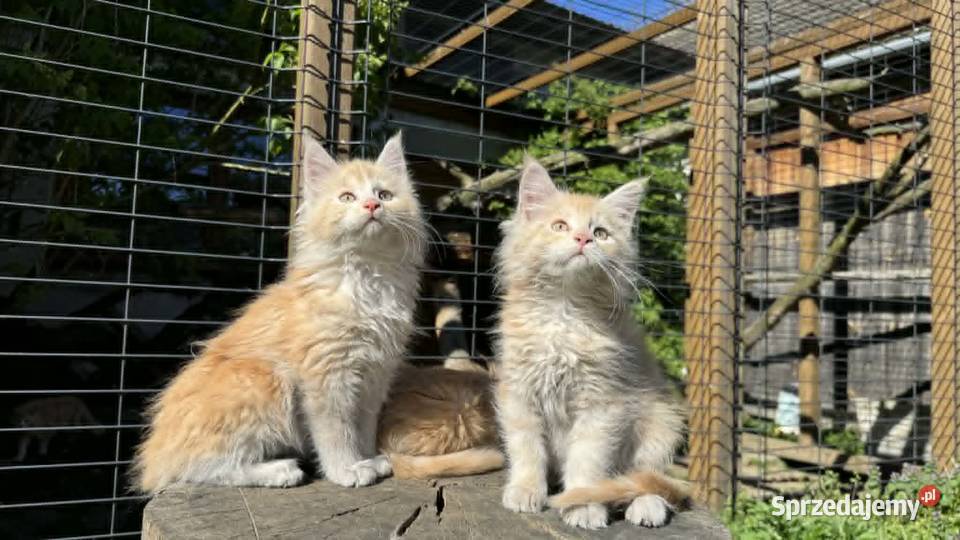 Maine Coon Kotka WCF 5 Pokoleniowy Rodowód Daleszyce