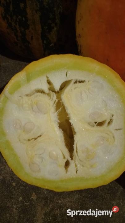 dynia ekologiczna