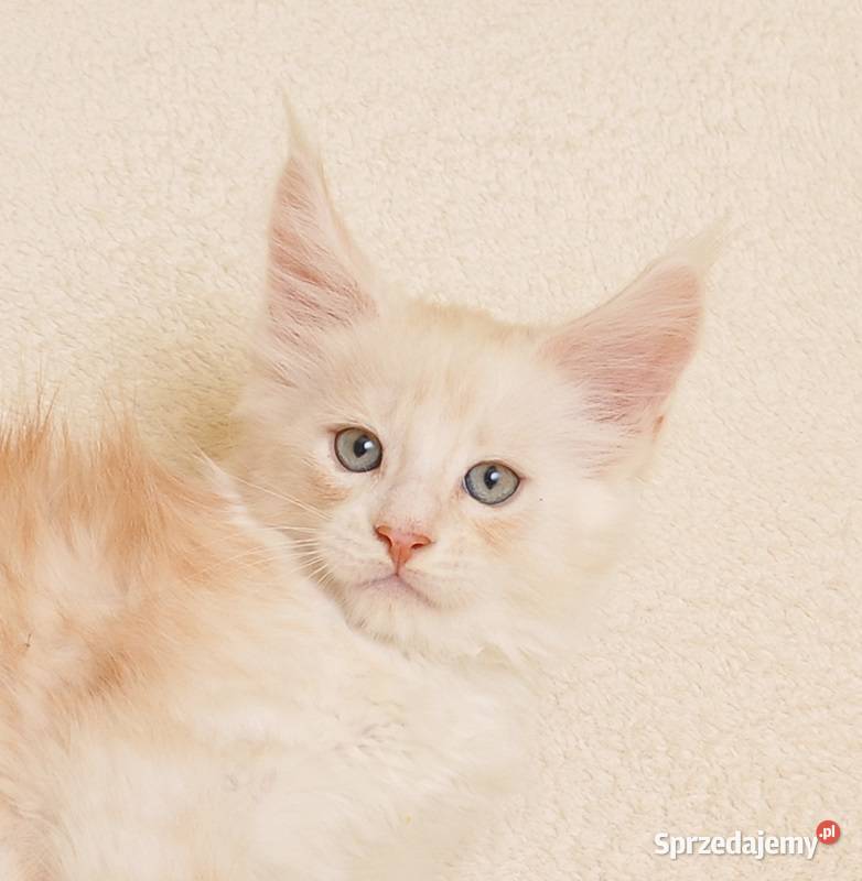 Przepiękny kocurek Maine Coon LEGALNA HODOWLA Białystok