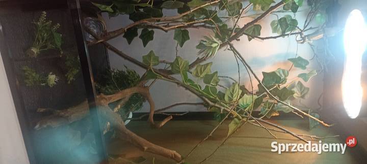 Kameleon jemeński z terrarium Turek