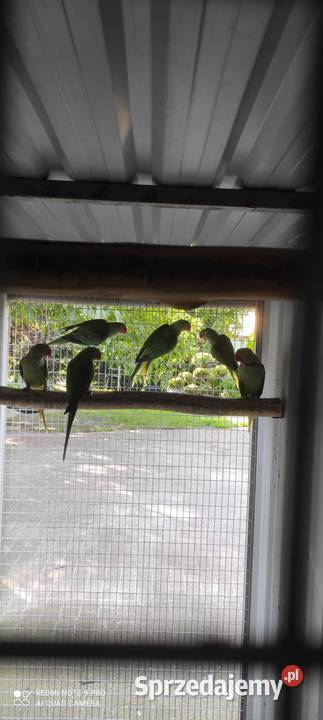 Na sprzedaż ALEKSANDRETTA WIELKA dorosły samiec Rawicz