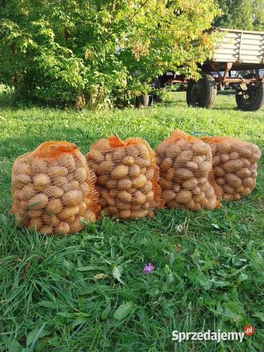 ma do sprzedania ziemniaki jadalne świętokrzyskie Sobków