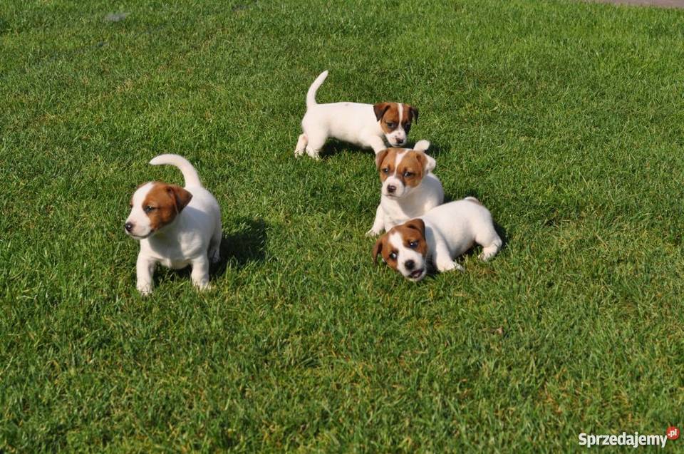 Jack Russell Terrier szczenięta Zamość