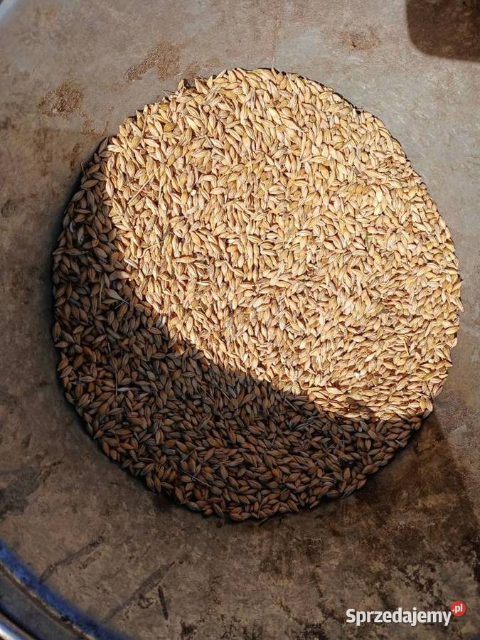 Jęczmień jary Chełm