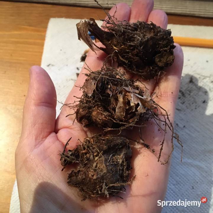 caladium bulwy Warszawa