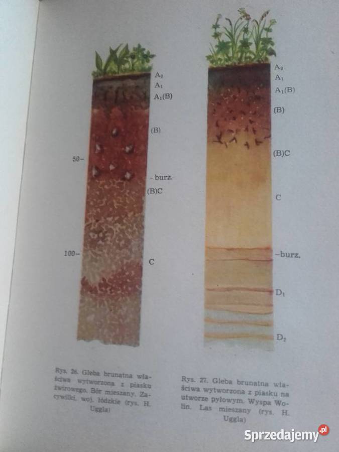GLEBOZNAWSTWO LEŚNE SZCZEGÓŁOWE HUGGLA sprzedam
