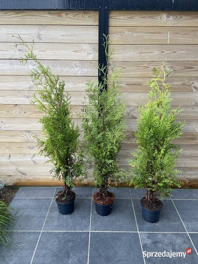 Tuja Brabant 120160 zachodniopomorskie Borzyszkowo