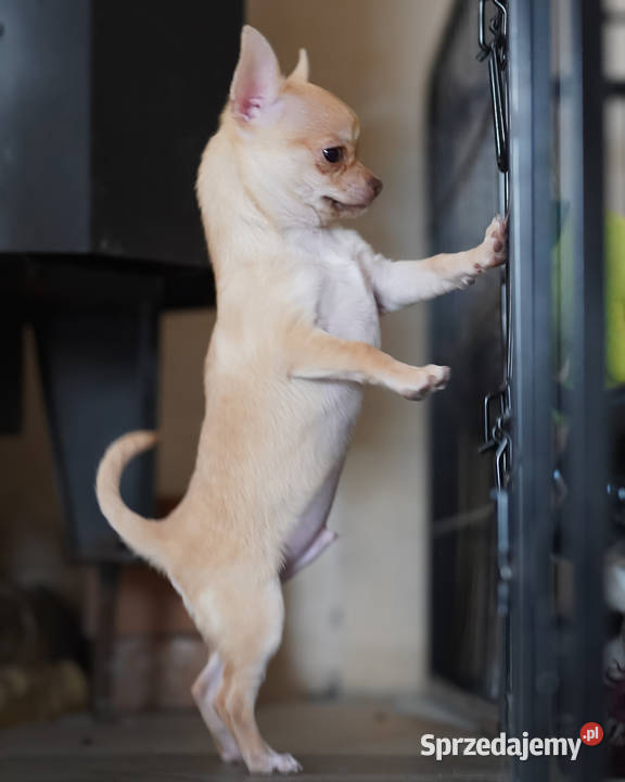 PIESEK rodowód FCI Wwy Duży Dół sprzedam