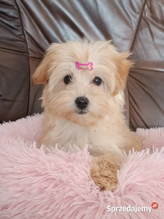 Suczka Maltipoo Szczaworyż