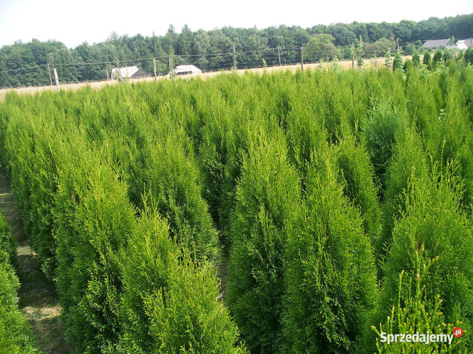 Tuja Thuja Tuje Szmaragd Smaragd 1304150 Wolbrom