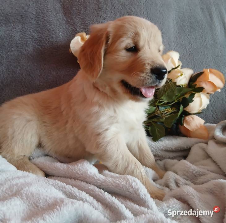 Golden Retriever śliczne szczenięta Toruń