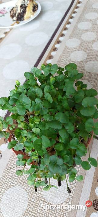 Mieszanka Obszary z roślinami miododajnymi Puławy