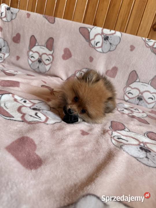 Szpic miniaturowy gotowy na zmianę domku Częstochowa