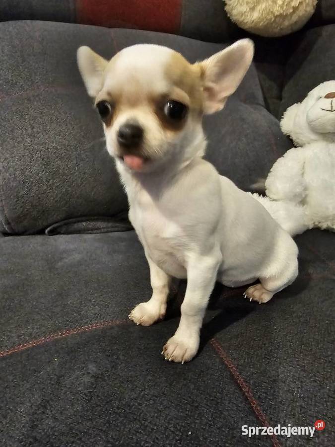 Chihuahua mini Orzesze