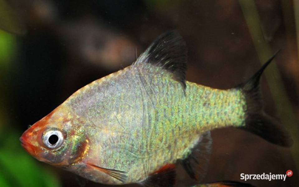 Brzanka sumatrzańska odmiana PLATYNOWA Puntigrus Gdańsk