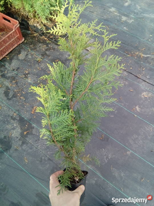 Tuja Brabant Idealna na żywopłot Super Tuje 6080 Bratwin