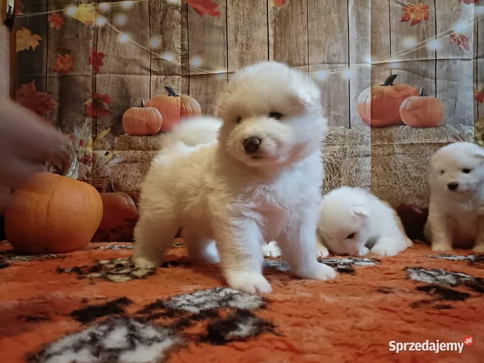Rasowe szczeniaki samoyed małopolskie