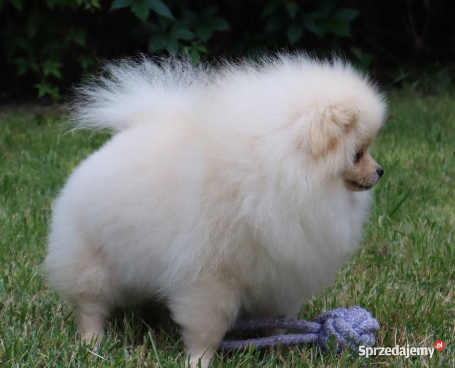 Nastolat sunia pomeranian Pleszew