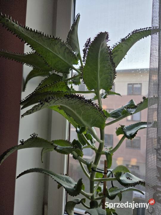 Żyworódka roślina lecznicza dwuletnia Warszawa