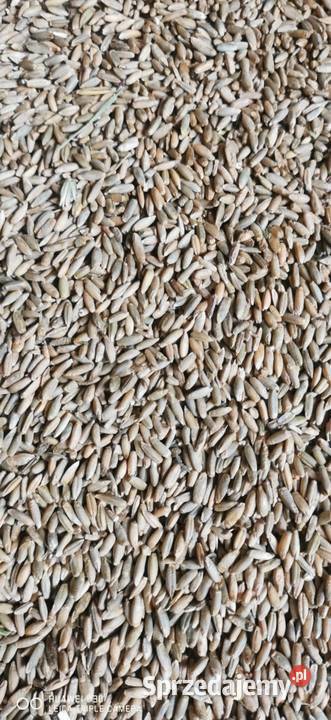 Sprzedam zboże żyto Antonińskie Gieczno