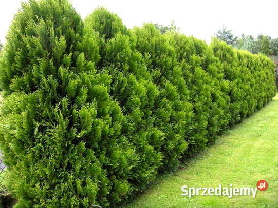 Thuja KÓRNIK