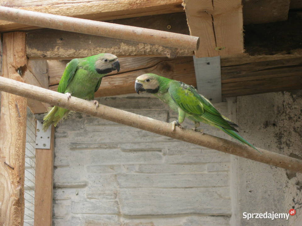 Alekandretty Rożowopiere z 25r Luboń