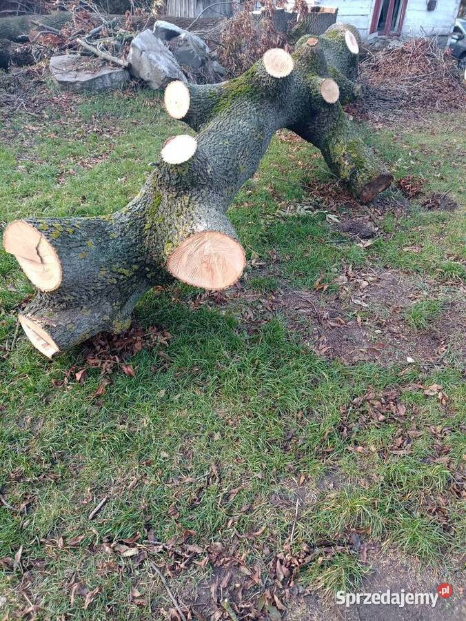 Drzewo jesion 3 duże odnogi Cyców