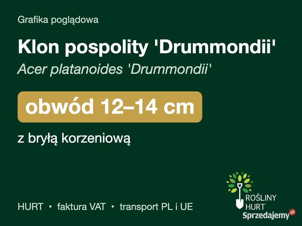 Klon pospolity Drummondii obwód 1214 z bryłą sprzedam